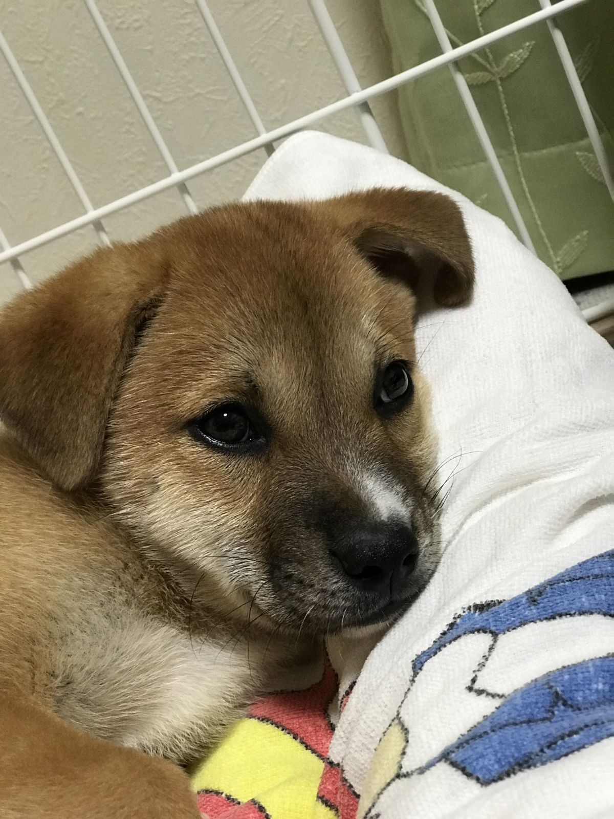 最近の ゆりあ(❁´ω`❁)