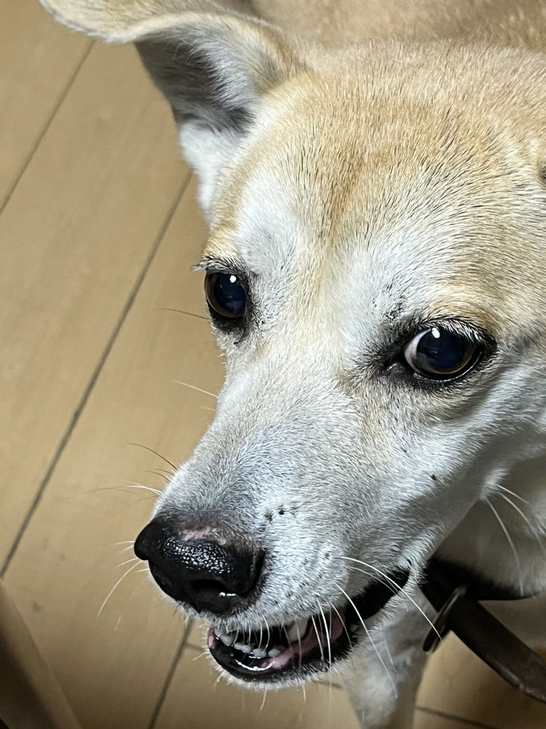 次回の出勤予定です(*  ˊ꒳ˋ*)