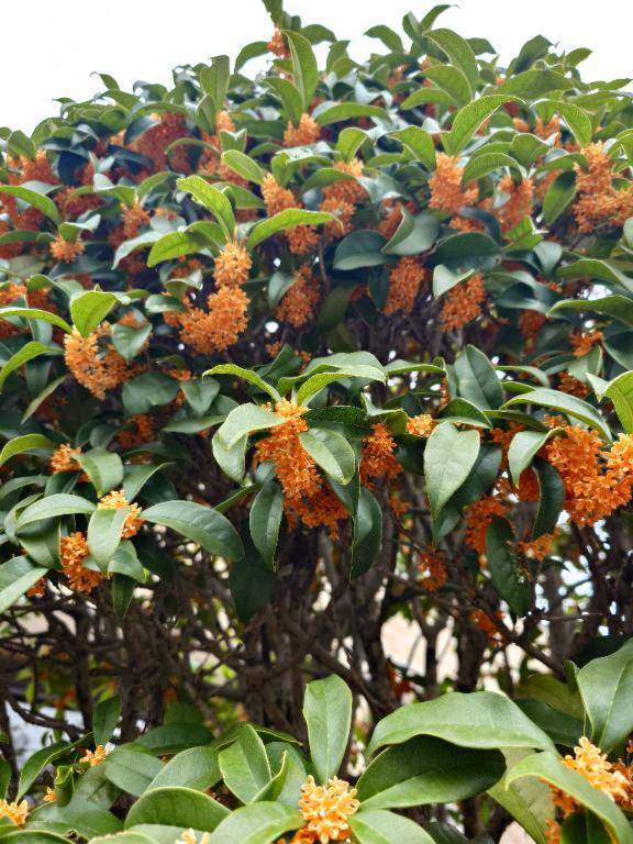 香り☆かおり☆大好き