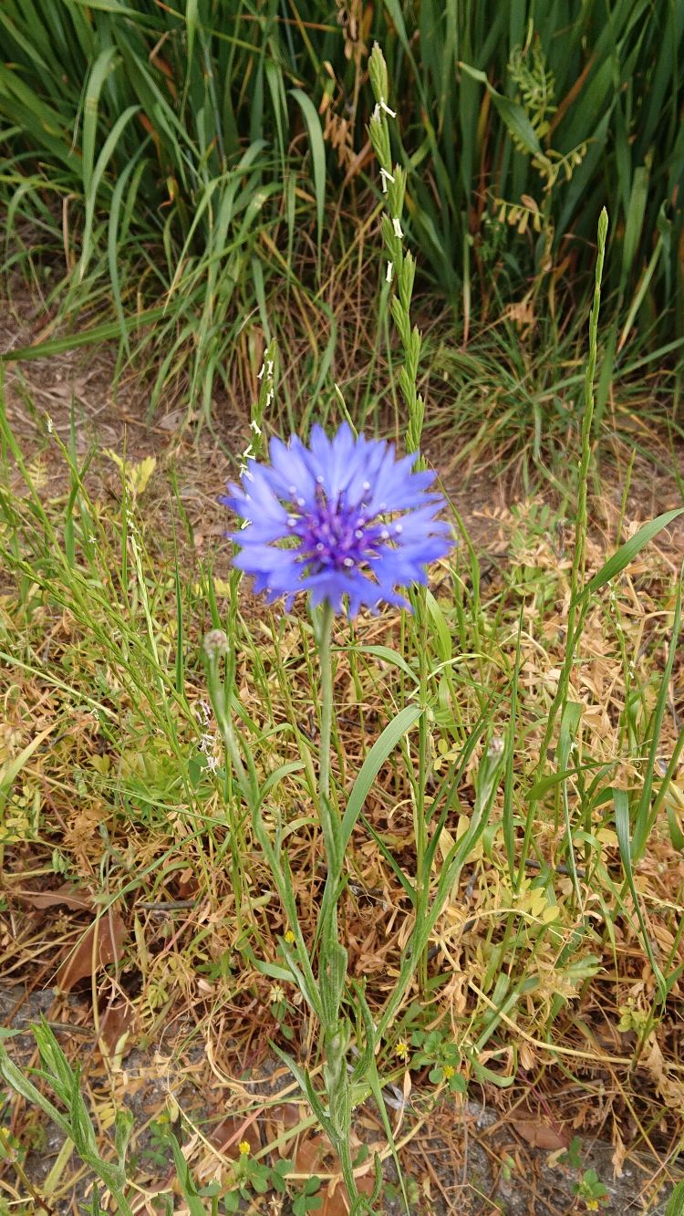 花にひかれるのはなぜ