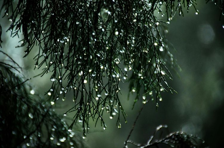 雨音を聴きながら