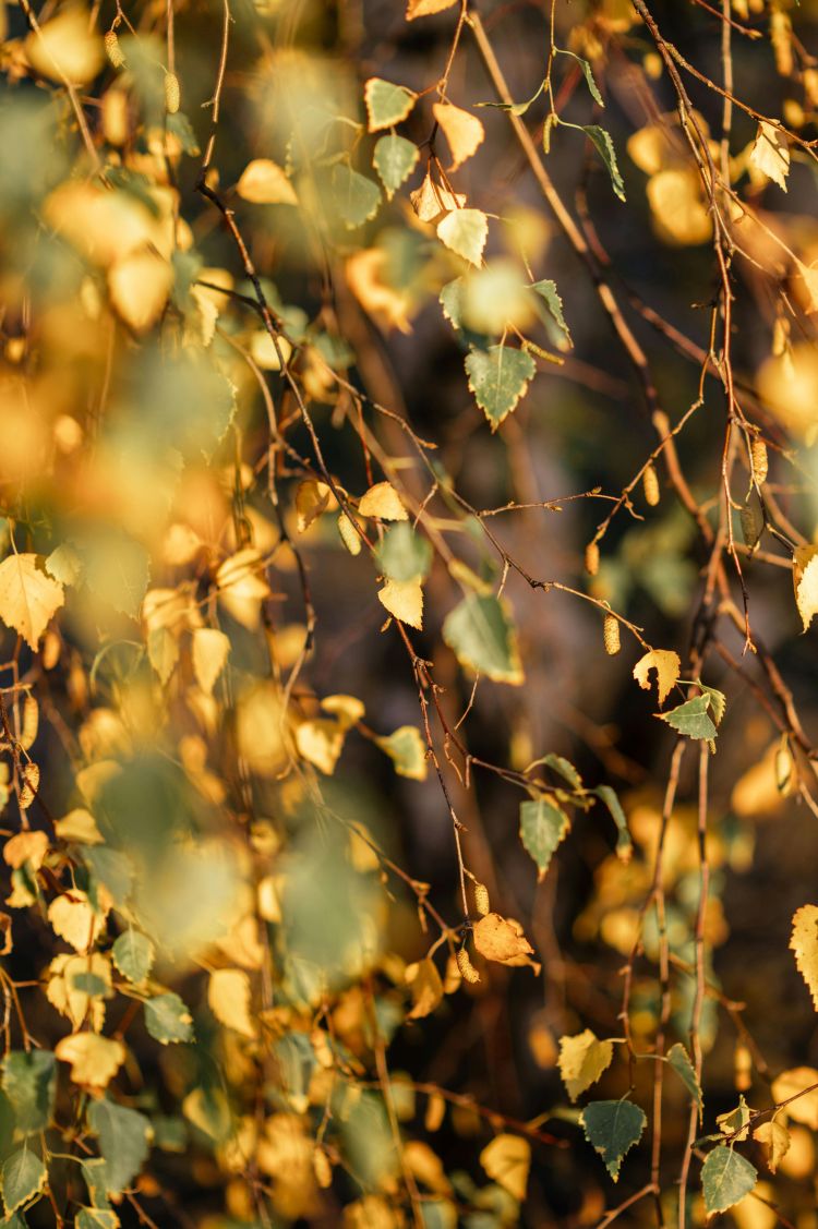 スレンダー美人ゆき(人妻パラダイス)