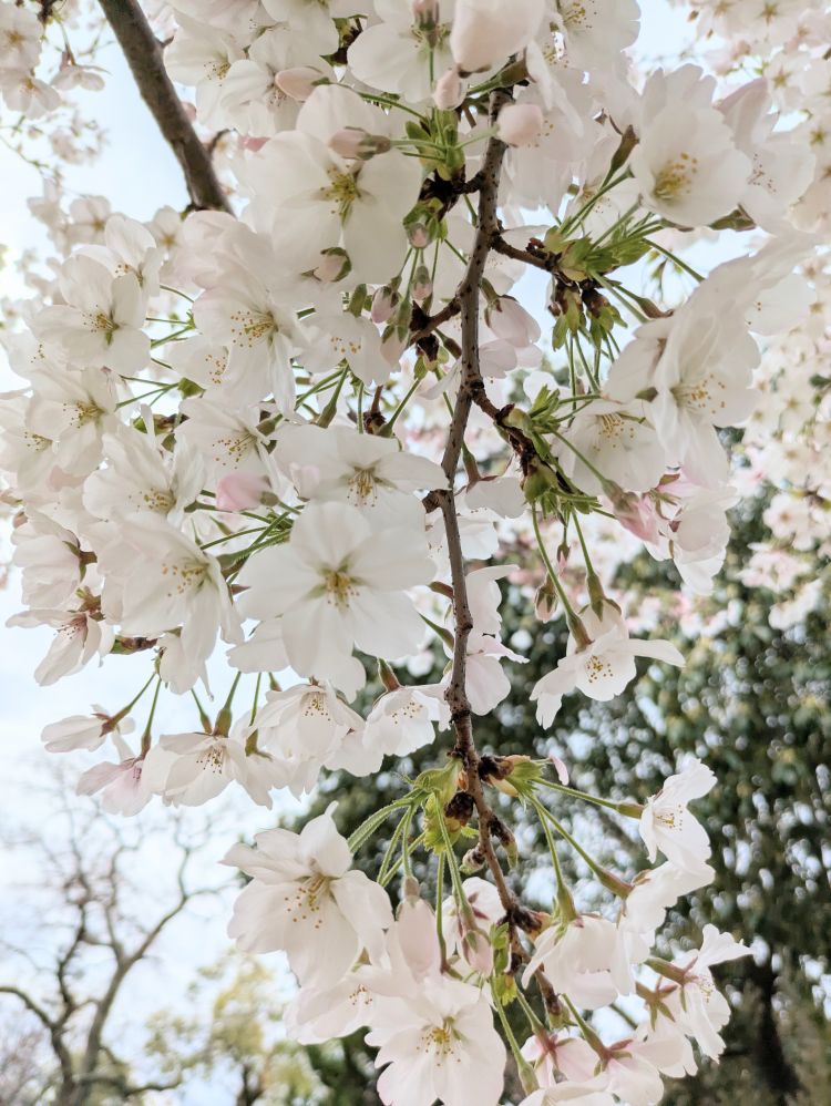 スレンダー美人ゆき（人妻パラダイス）