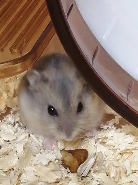 お礼です