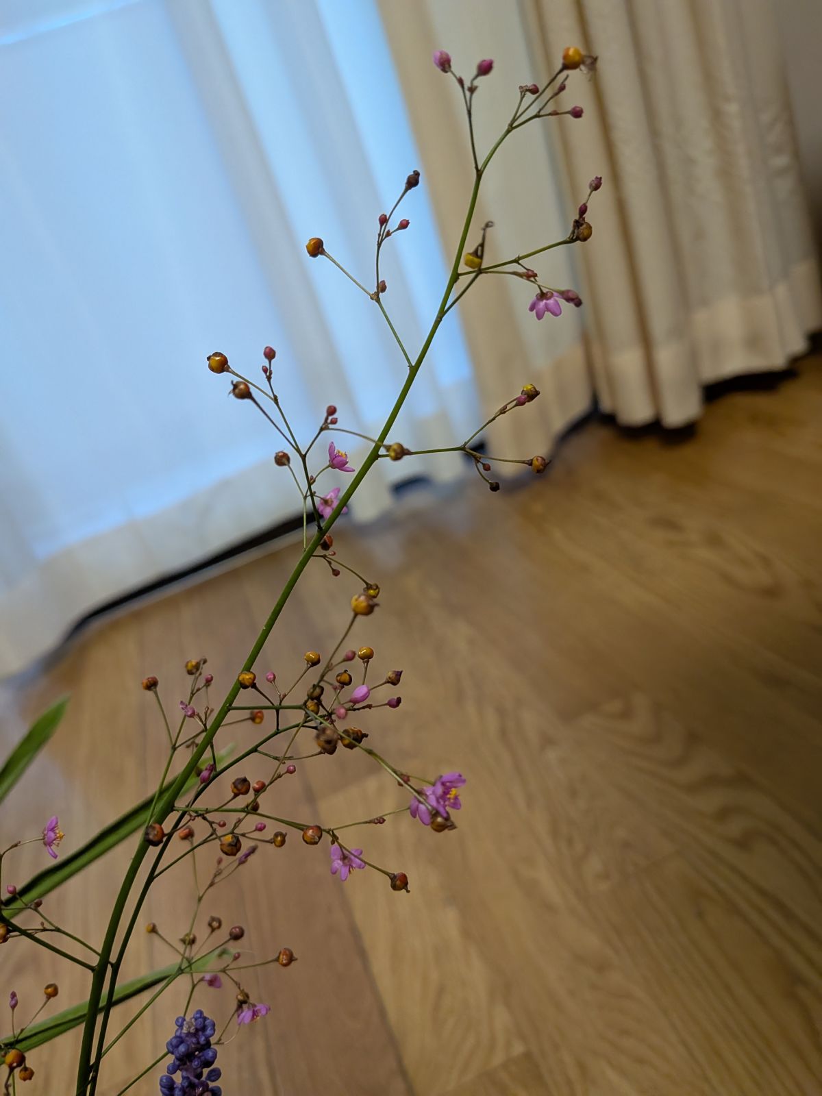 こんばんは🪻