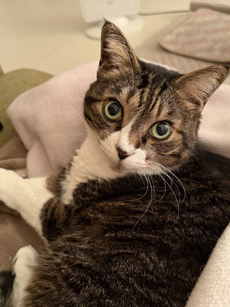 お題：お世話になった人に、もらってないのにホワイトデーあげたら不審者かな？に回答♪