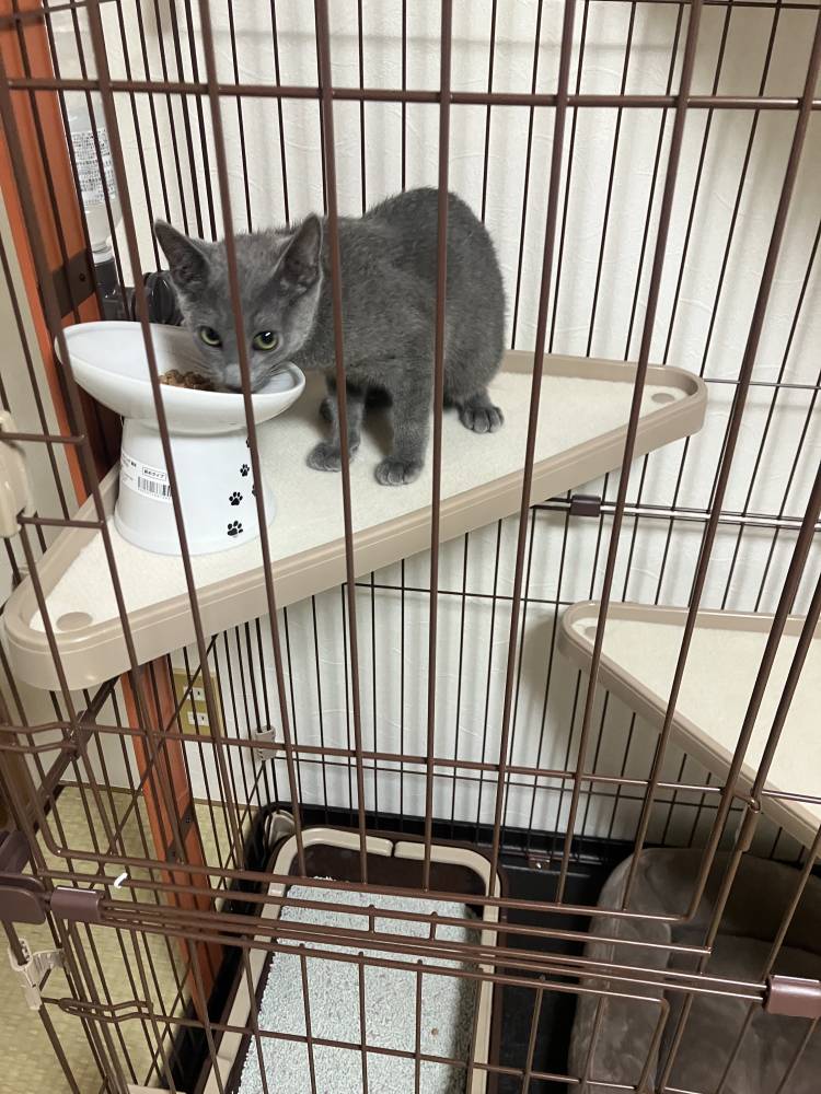 新しいお店の看板猫？？