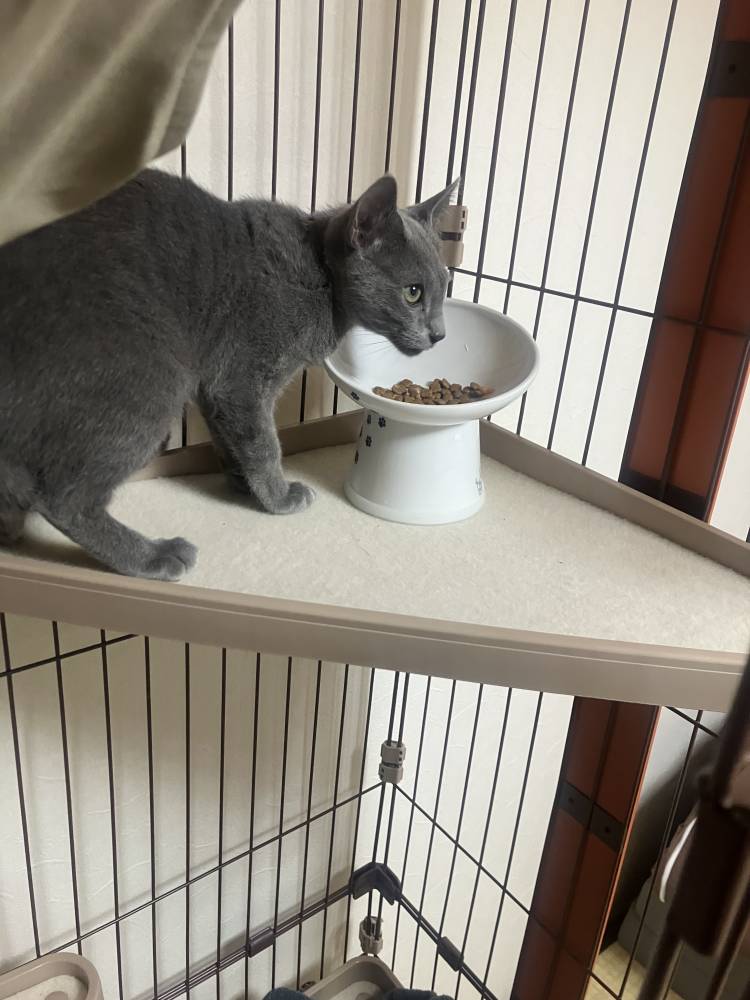 どうやら松山の新しくお店の看板猫になるみたい✨