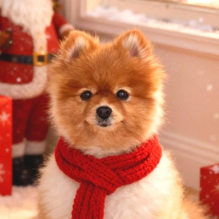 私の愛するもの🐶