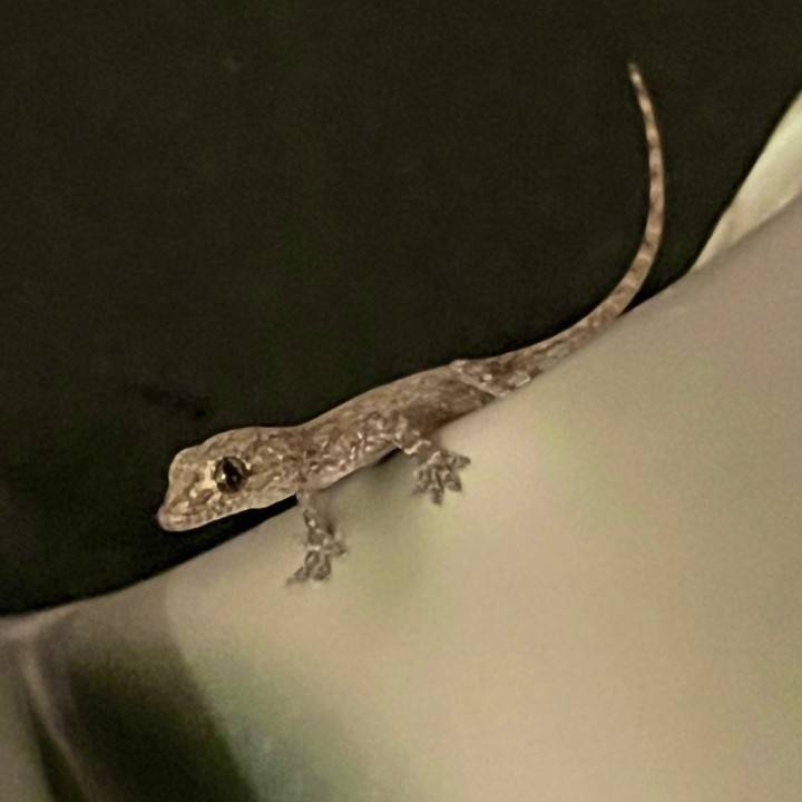 家を守るのです