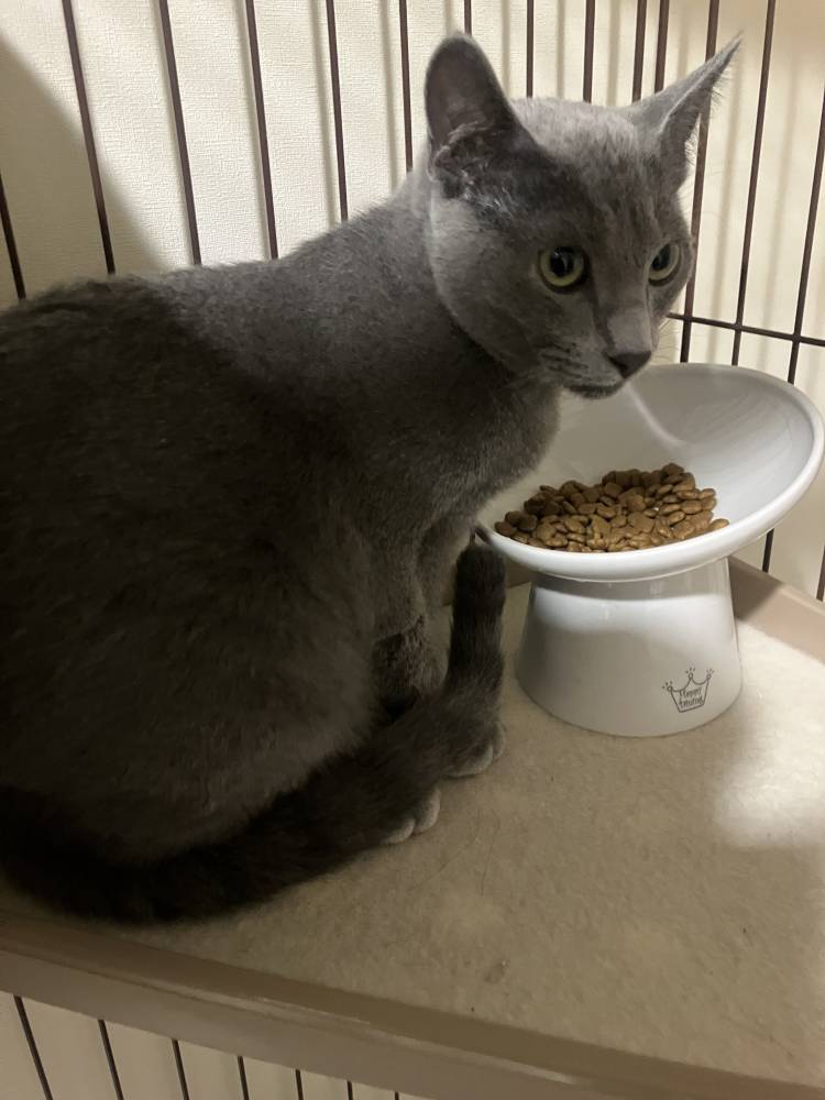 🐾3/3（火）GRAND OPEN🐾　ハピネス松山2階で　待ってるにゃん