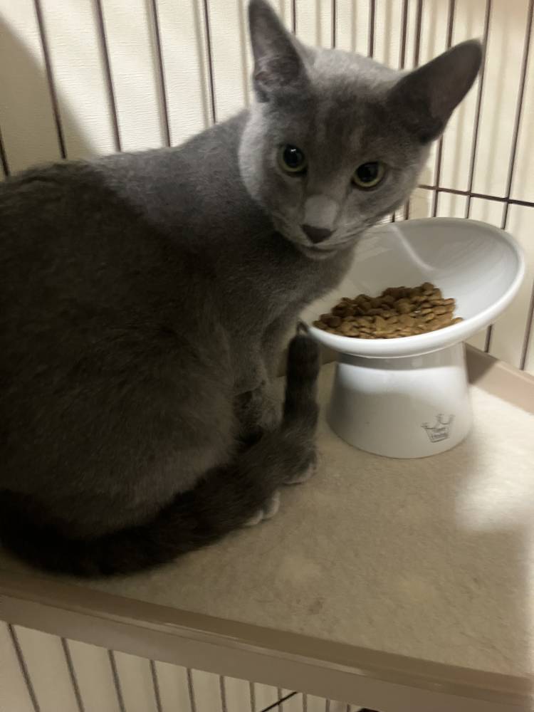 ハンドサービス専門店だにゃん😺