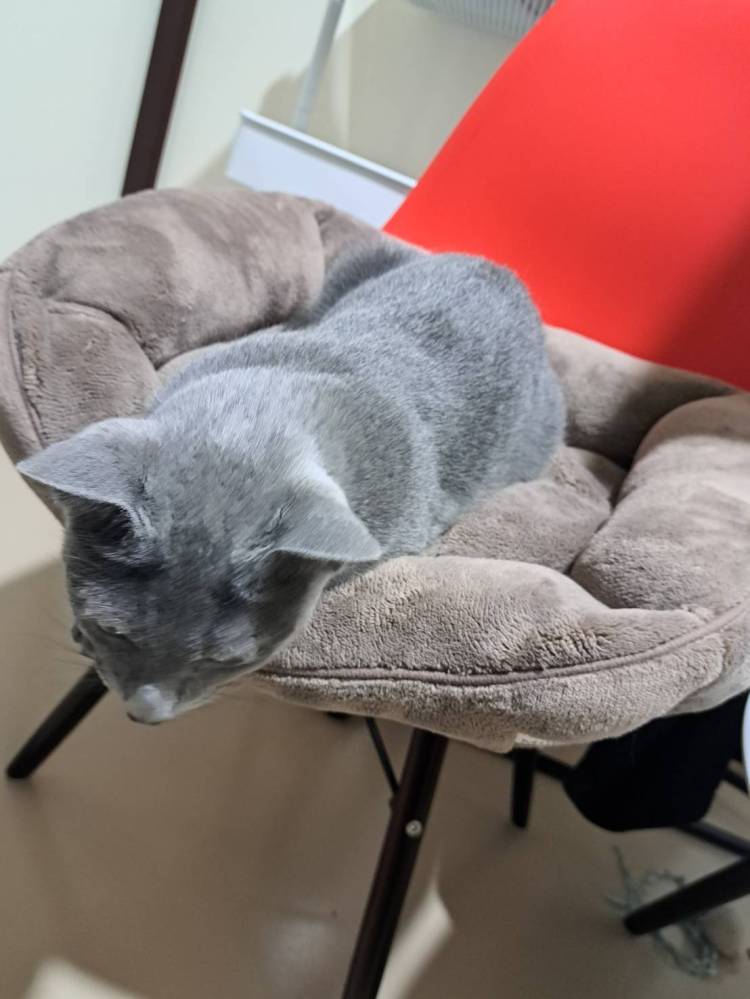 香箱座り😽😽😽