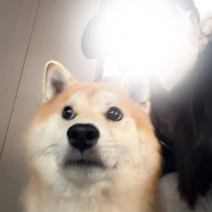 食べすぎている🐷