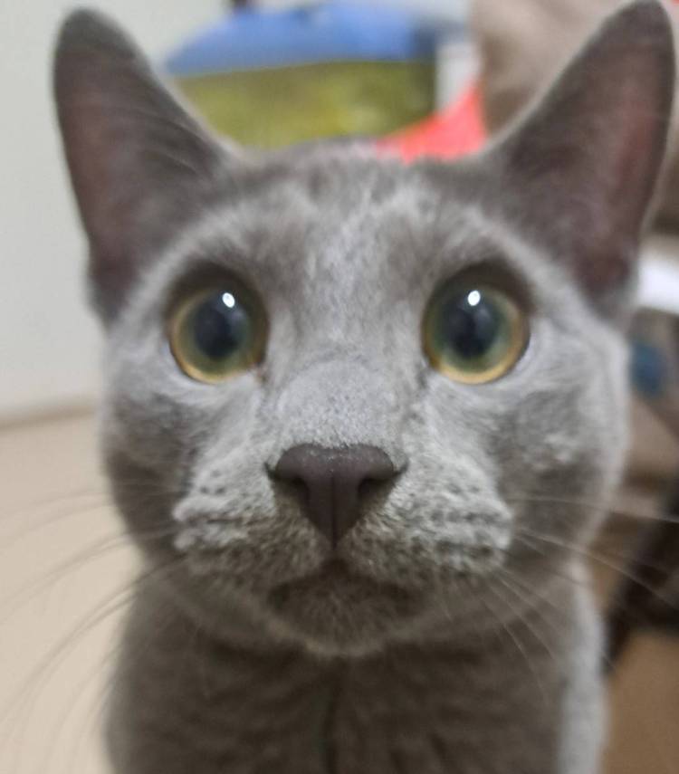 つぶらなひとみ👀