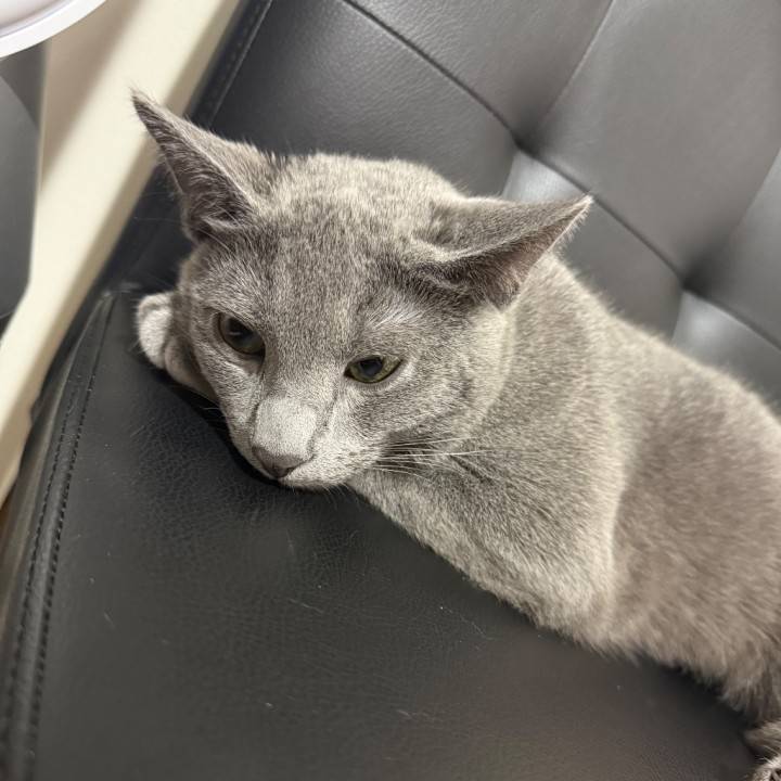 えびすかわいい