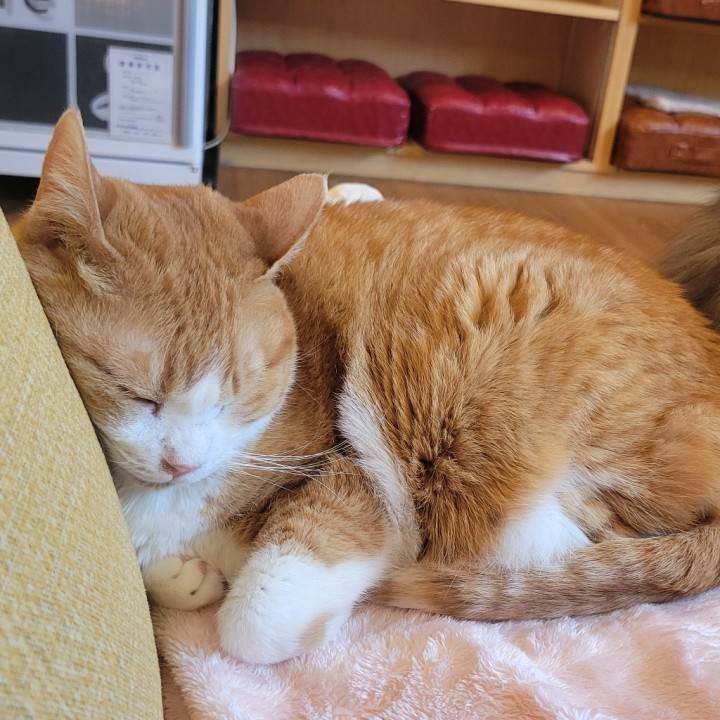 にゃんにゃん
