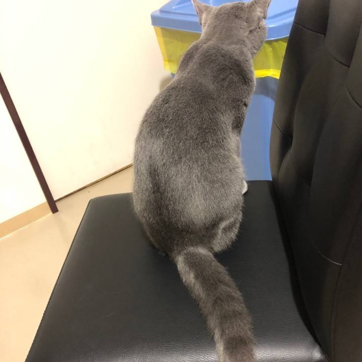 (ᴗ͈ ᴗ͈ ꢏ[ お知らせ ]ꢖ