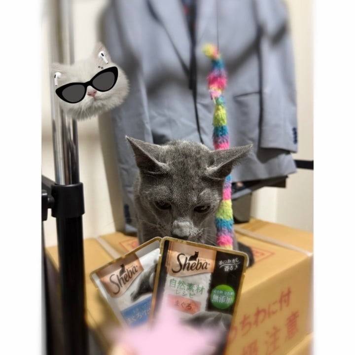 えびすくん🐱