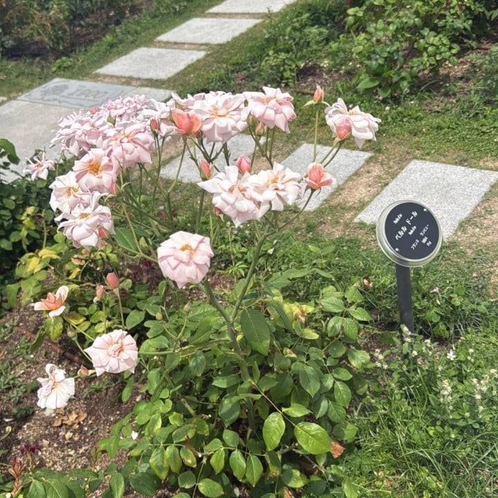 りりむ松山降臨