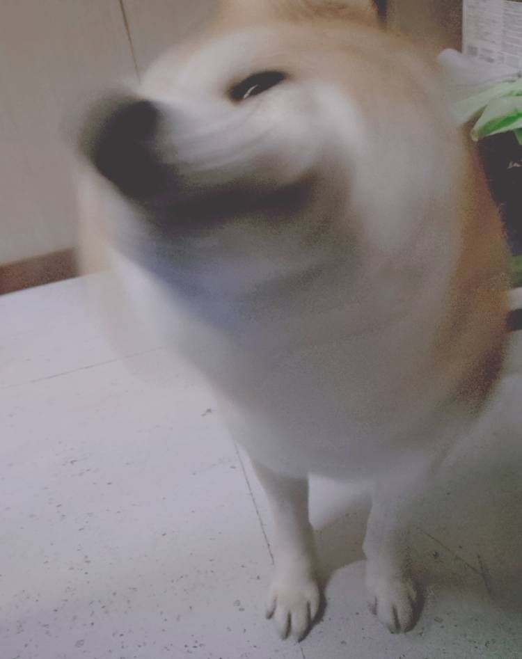 のっかっていいですか