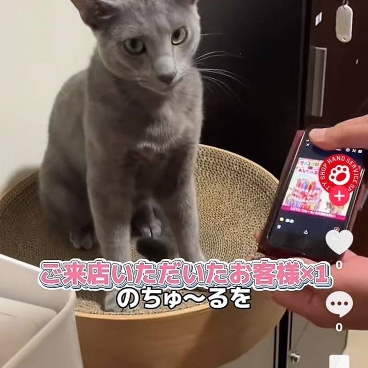 えびちゅにお恵みください神様🐱