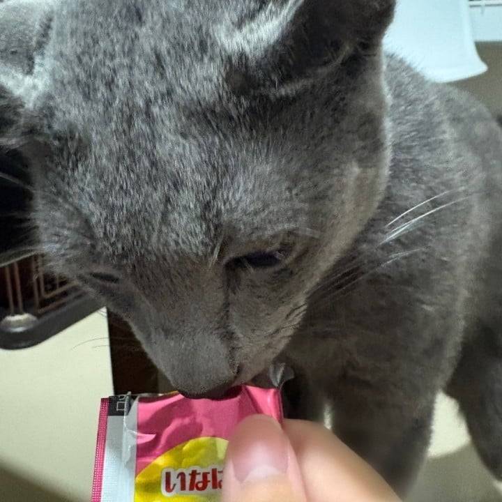 店長のねこちゃんに会いに行きました😻