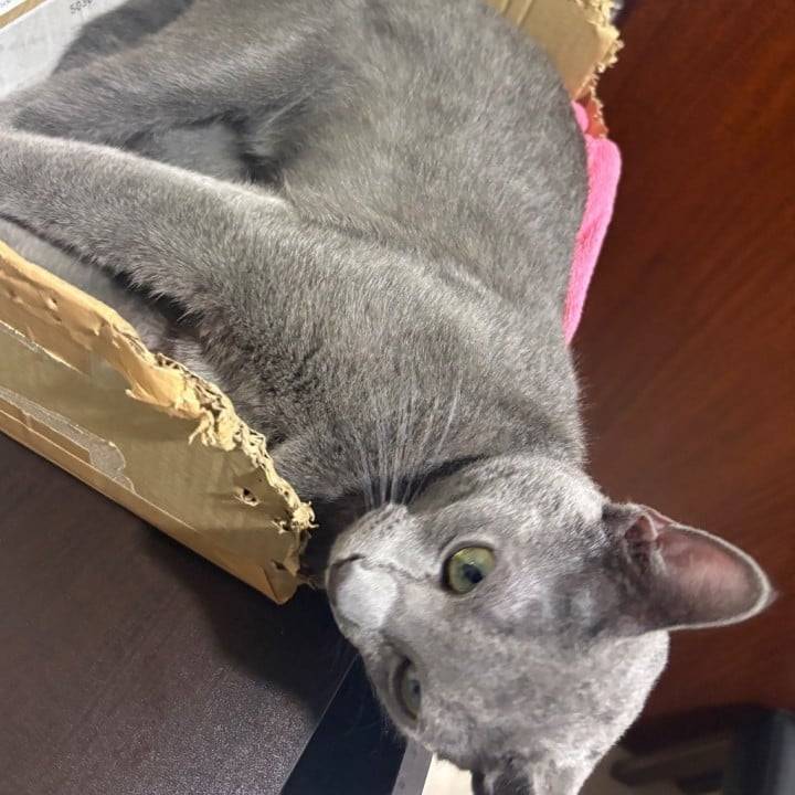 📦箱入り猫🐈