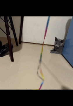 推し活の様子をお届けしますっ🐱♡