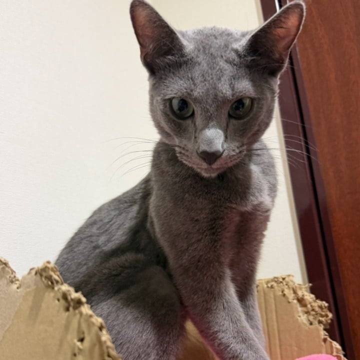 お待ちしておりますにゃ🐱💕