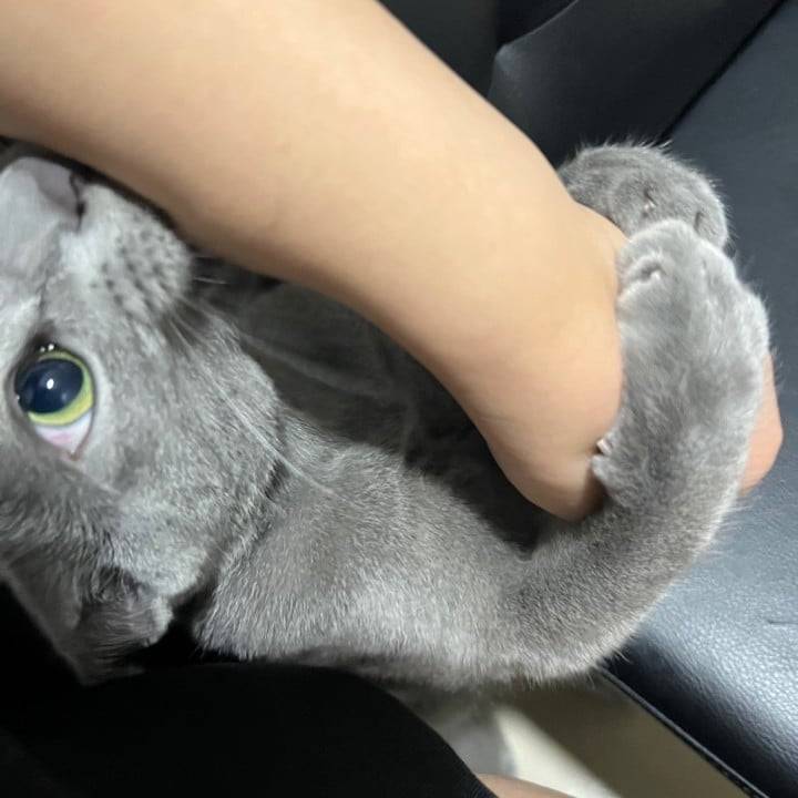 にゃんにゃんがいるお店って知ってた！？🐱🖤