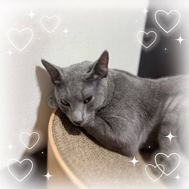 お久しぶり🐱♡