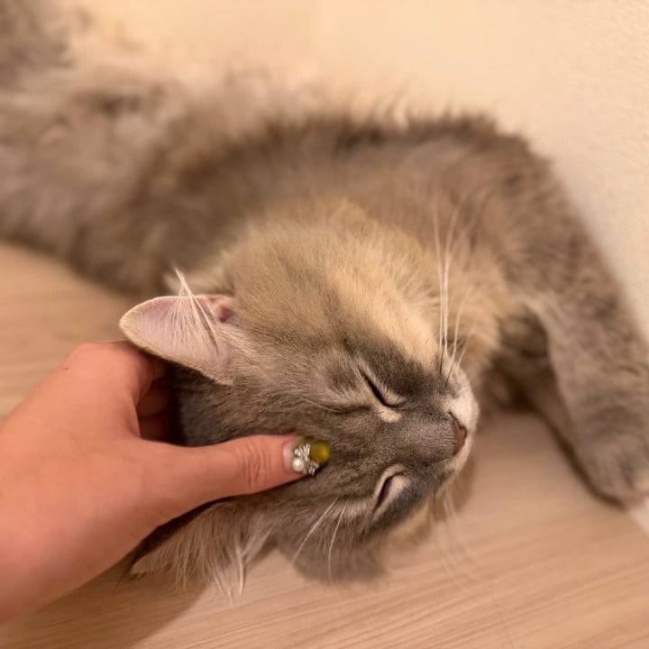 よふかしがーる