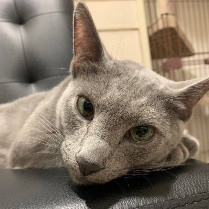 念願の🐈‍⬛