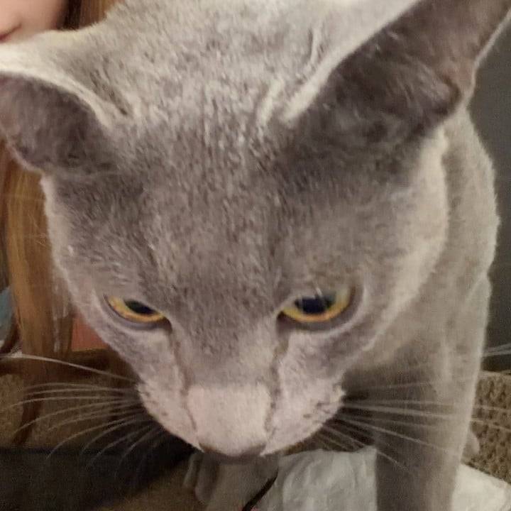 癒し🐈‍⬛💕
