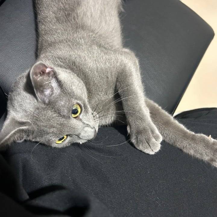 なでなでしてあげるよ〜🥰