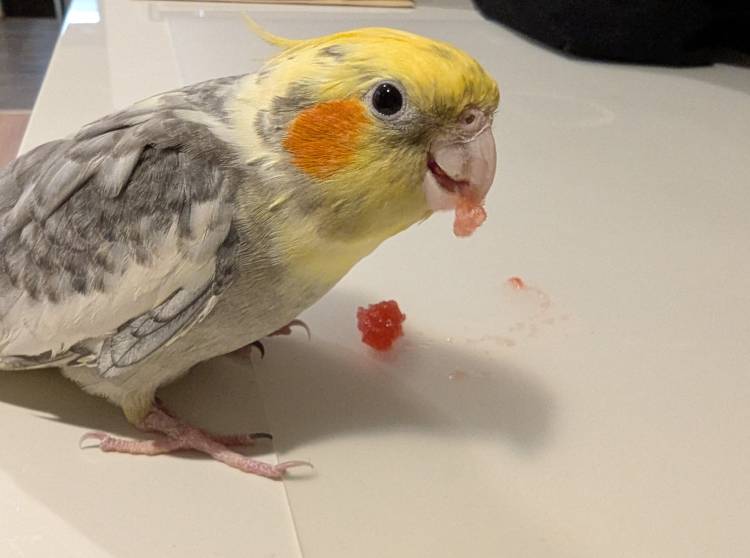 ﾏｲｸﾃｽﾄﾏｲｸﾃｽﾄ