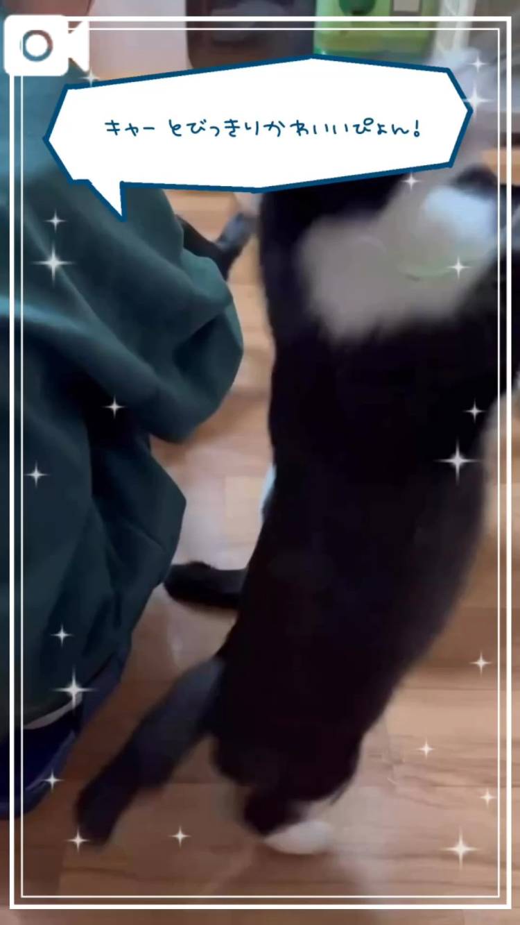 ほのぼの癒しﾆｬﾝｽﾞ