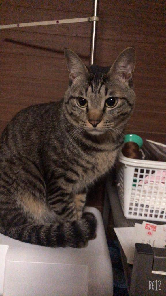 ねこだいすき??