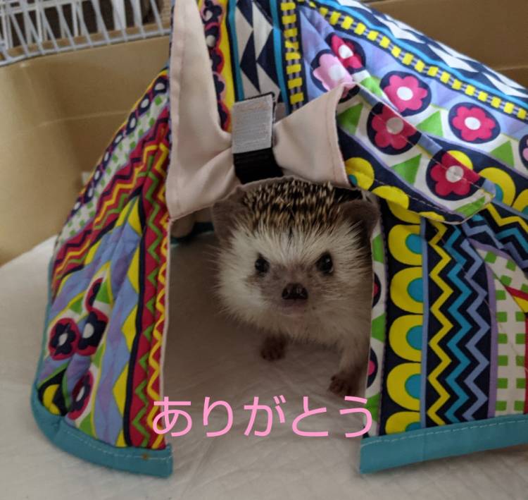 大谷そら☆豊満新人さん（イキます　アナリスト）