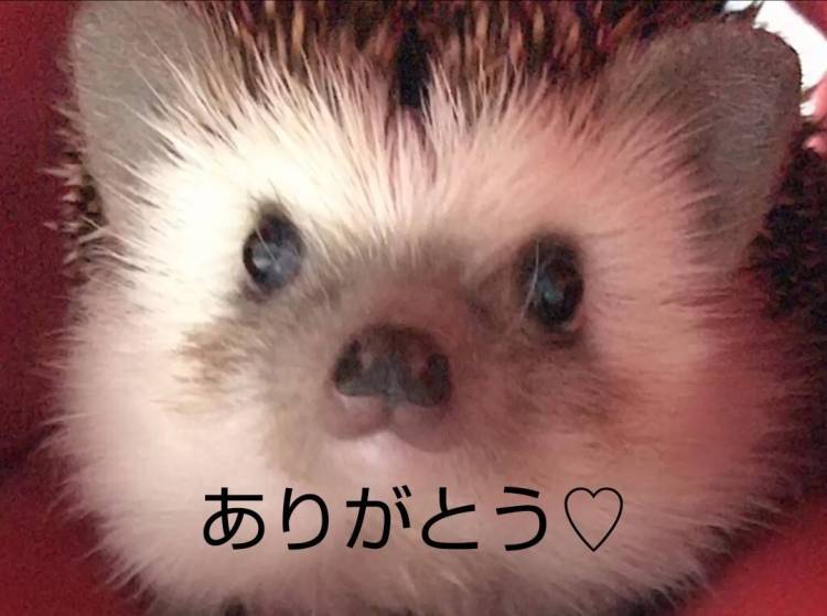 大谷そら☆豊満新人さん（イキます　アナリスト）