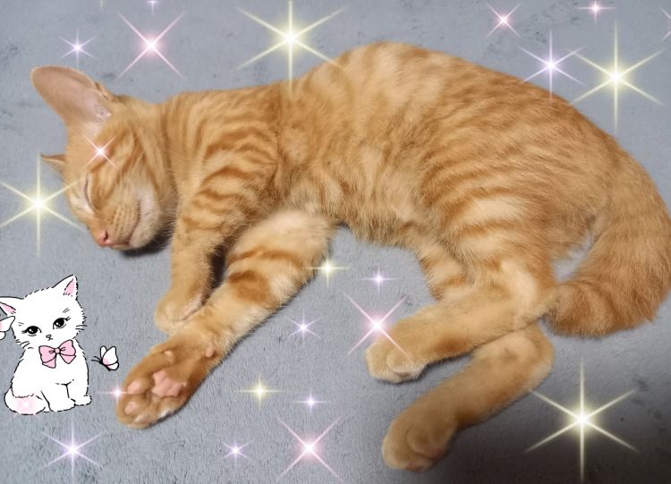 (⁠✿⁠ ⁠♡⁠‿⁠♡⁠)女の子の日