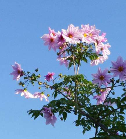 小川今日子(五十路マダム 新居浜店(カサブランカグループ))