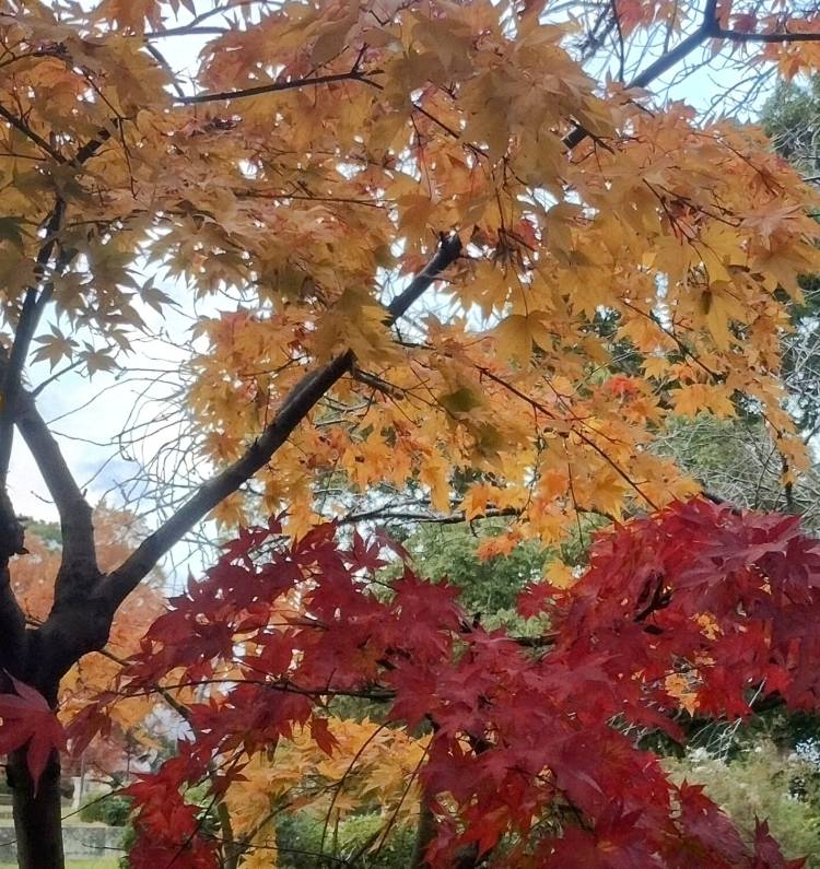 紅葉が綺麗ですね