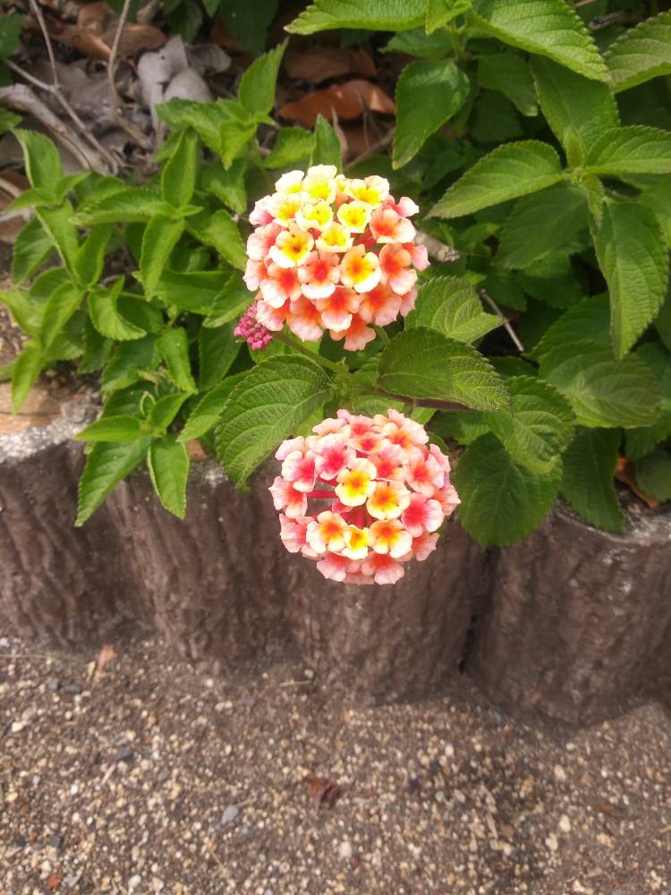 お礼です(^o^)