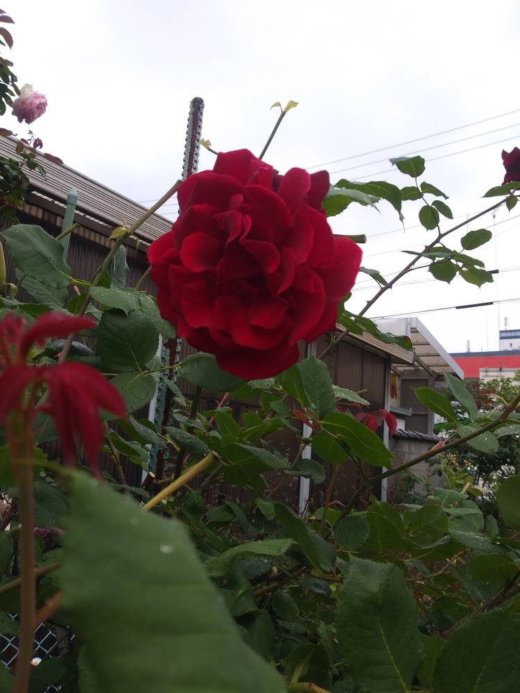 明日、明後日宜しくお願いします_(._.)_