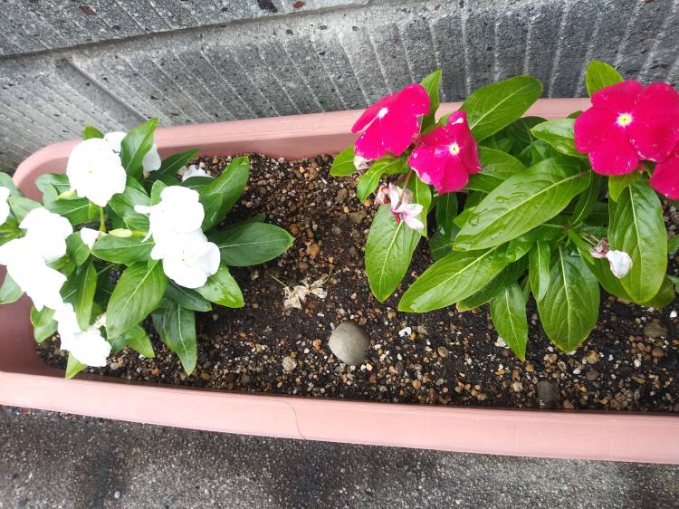 7月も宜しくお願いします_(..)_