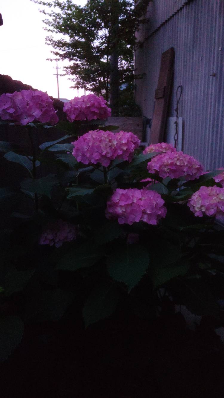 ラ・プラヤＫ様へ