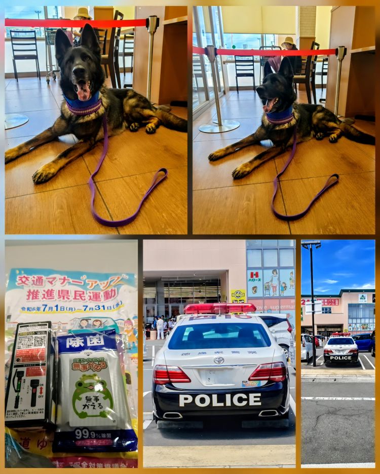 犬は可愛い(⁠*⁠´⁠ω⁠｀⁠*⁠)