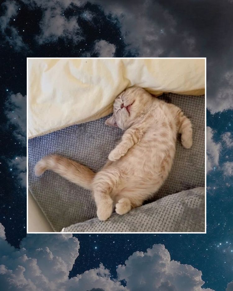 おやすみなさい☆彡